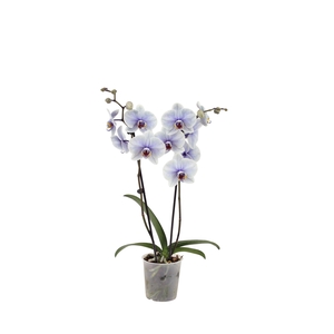 Phal I Am Graphite 2T14+ (24 uur levertijd)