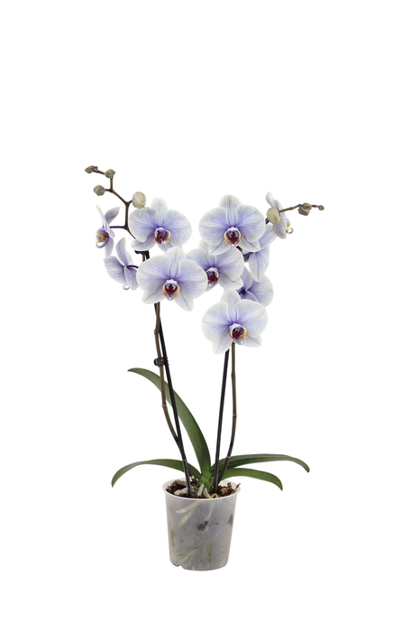 <h4>Phal I Am Graphite 2T14+ (24 uur levertijd)</h4>