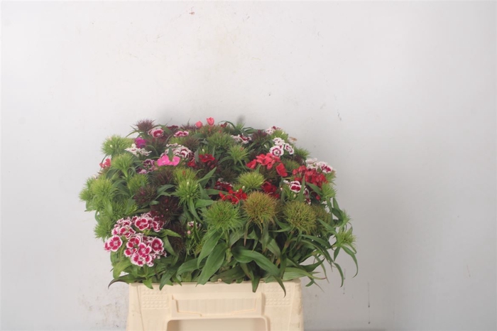 <h4>Di Barb Mixed Bunch!</h4>