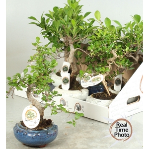 BONSAI GEM