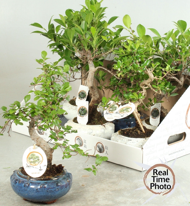 BONSAI GEM