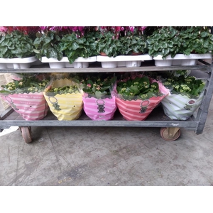 Kalanchoe blos.   ..rosebud mix  5