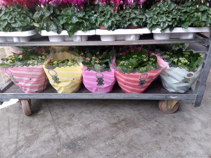 <h4>Kalanchoe blos.   ..rosebud mix  5</h4>
