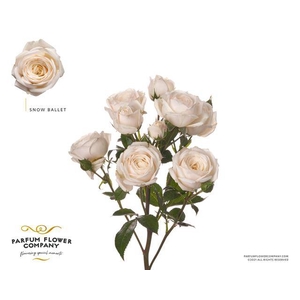 Rosa spray garden snow ballet (scented)