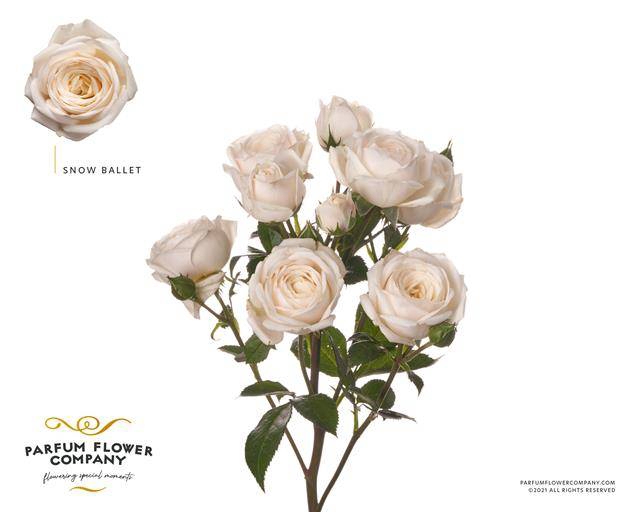 <h4>Rosa spray garden snow ballet (scented)</h4>