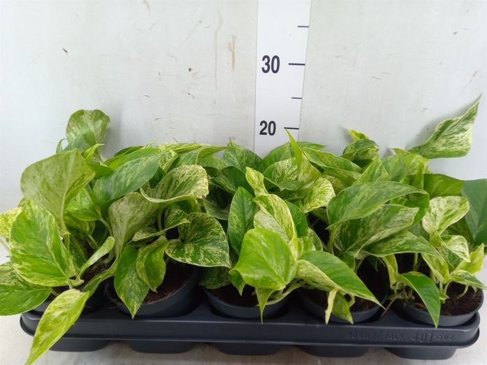 <h4>Epipremnum pinn. 'Marble Queen'</h4>