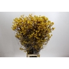 Kangaroo Paw Yellow Gem