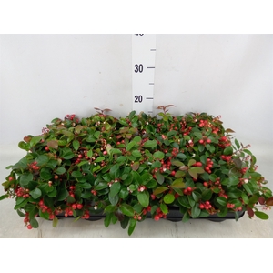 Gaultheria proc. 'Big Berry'