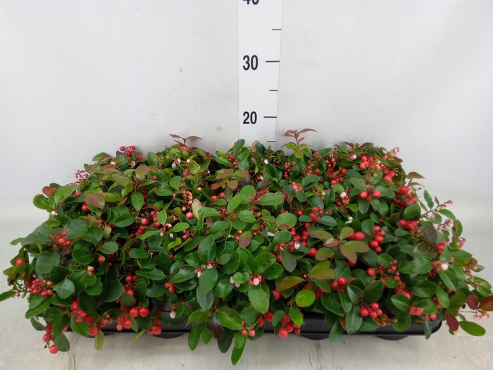 <h4>Gaultheria proc. 'Big Berry'</h4>