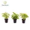 Syngonium