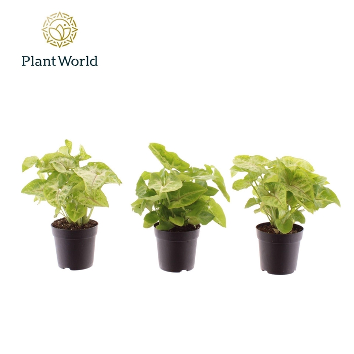 Syngonium