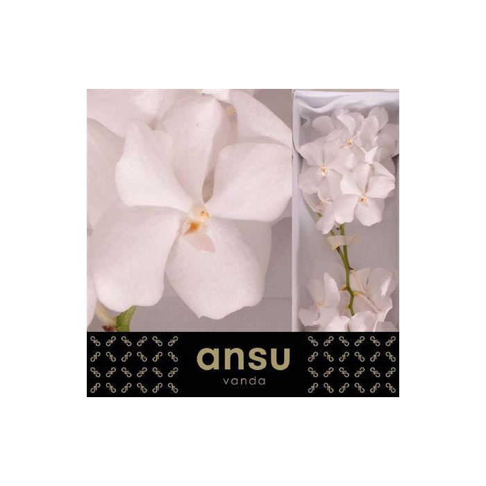 <h4>Vanda Kan Ansu No. 1</h4>