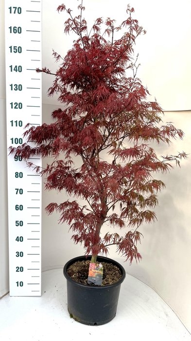 <h4>ACER PA FIRECRACKER</h4>