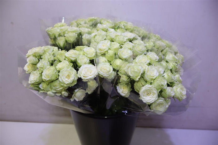 <h4>R Tr Green Glow X5</h4>