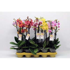 Gemengd 2-tak 50cm (RIJP)