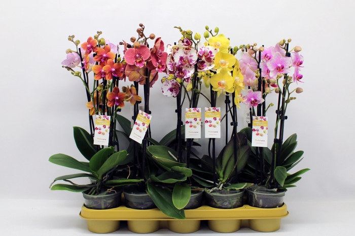 <h4>Gemengd 2-tak 50cm (RIJP)</h4>