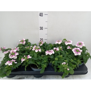Verbena  'Lanai Pink Twister'
