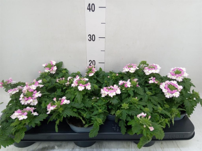 <h4>Verbena  'Lanai Pink Twister'</h4>