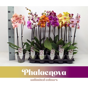 Phalaenopsis gemengd