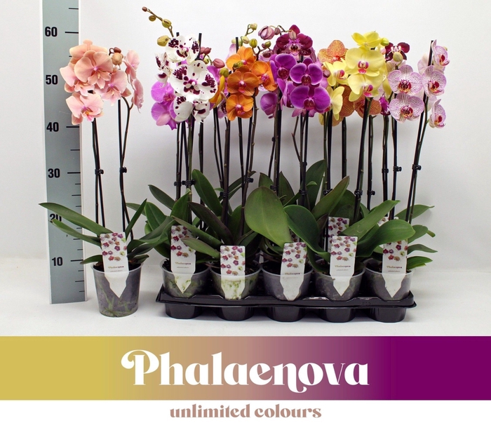 <h4>Phalaenopsis gemengd</h4>