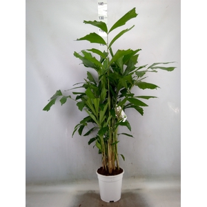 Caryota mitis