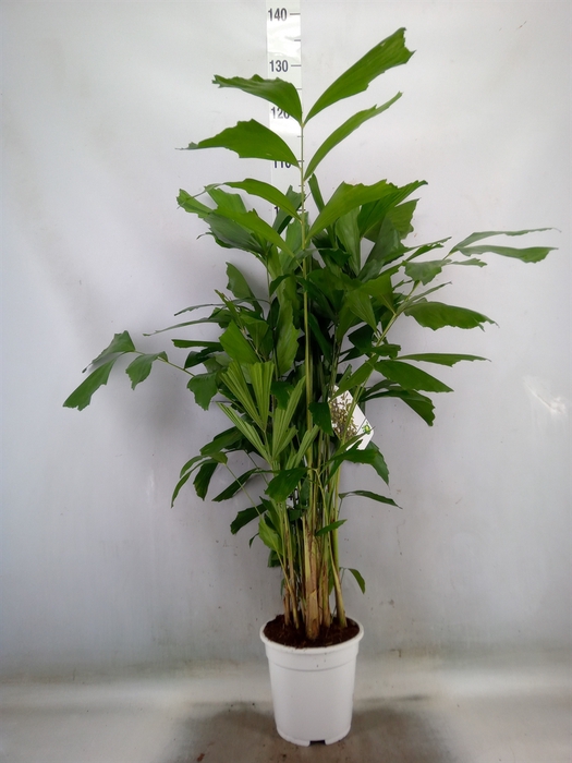 <h4>Caryota mitis</h4>