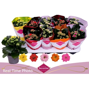 KAL GE PERF GEM 5 KL