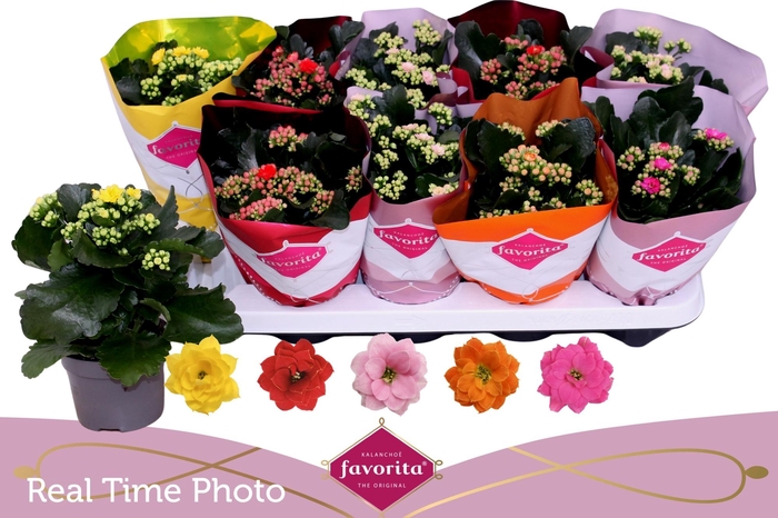 <h4>KAL GE PERF GEM 5 KL</h4>