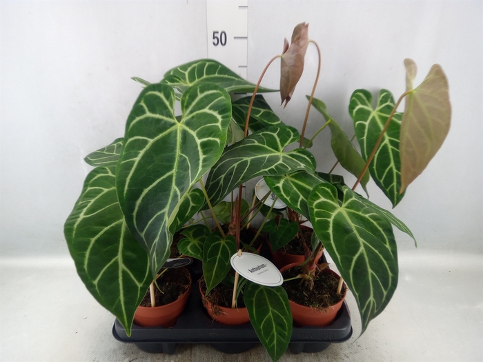 <h4>Anthurium   ...</h4>