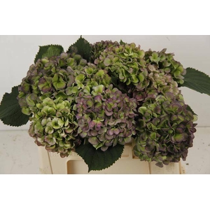 HYDR M CH WHI VER CL