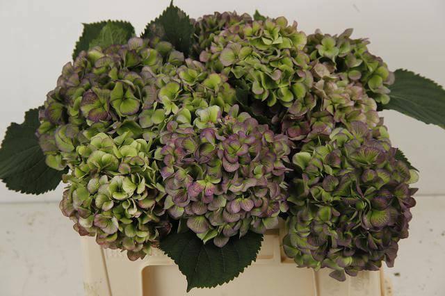 <h4>HYDR M CH WHI VER CL</h4>