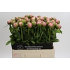 Paeonia Angel Cheeks