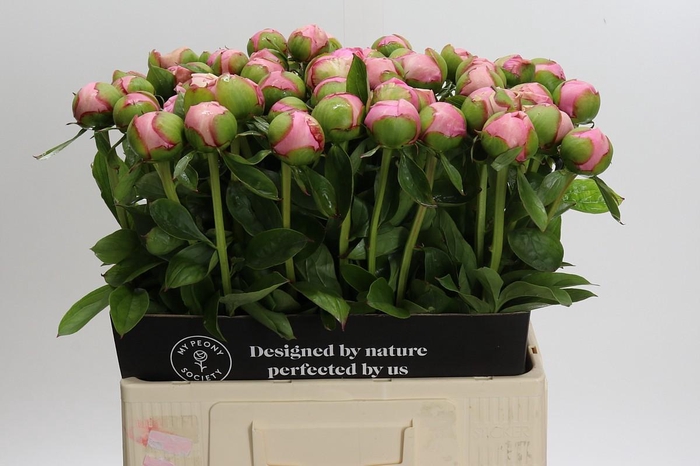 <h4>Paeonia Angel Cheeks</h4>