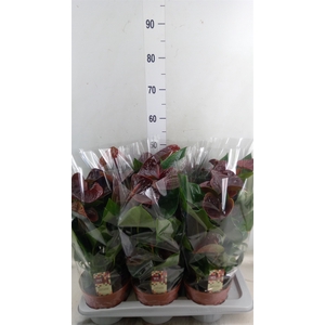 Anthurium andr. 'Essencia'