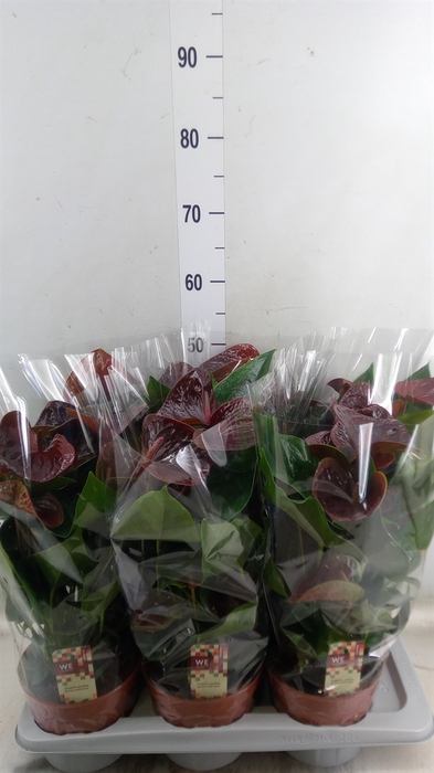 <h4>Anthurium andr. 'Essencia'</h4>