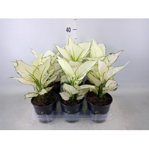 Aglaonema  'White Joy'