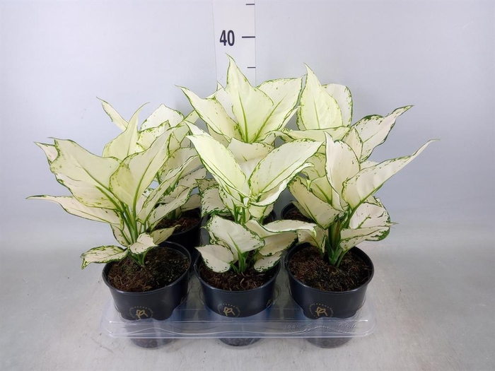 <h4>Aglaonema  'White Joy'</h4>