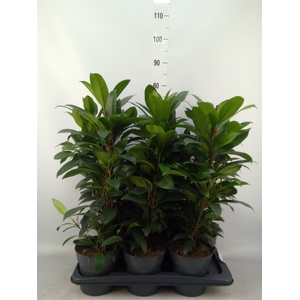 Ficus cyathistipula 'Compacta'