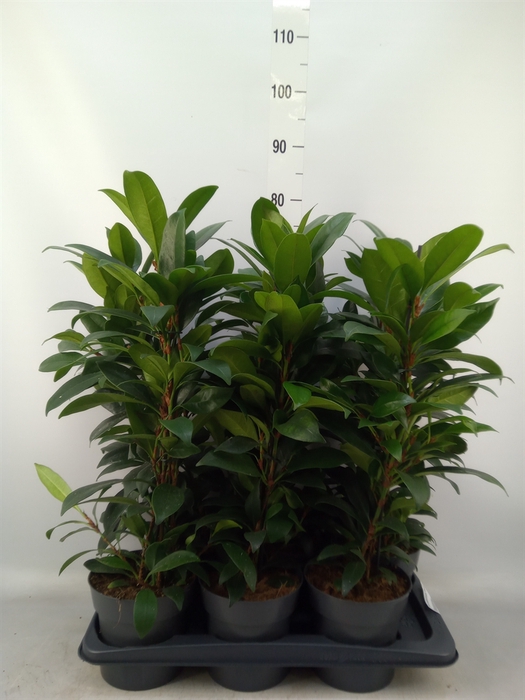 <h4>Ficus cyathistipula 'Compacta'</h4>