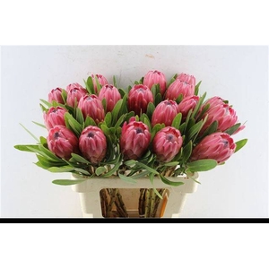 PROTEA LANCELOT