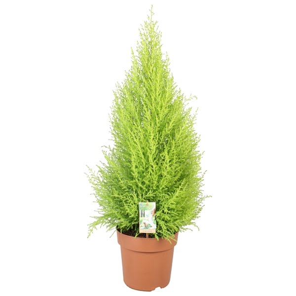 <h4>Cupressus Goldcrest Wilma - hoogte 85-90</h4>