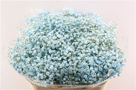 <h4>GYPS KLB H%</h4>