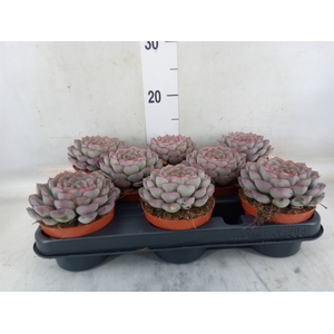 Echeveria   ...