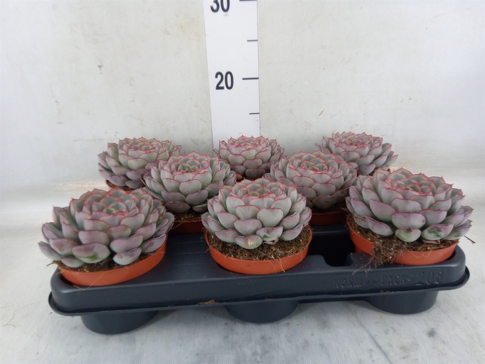 <h4>Echeveria   ...</h4>