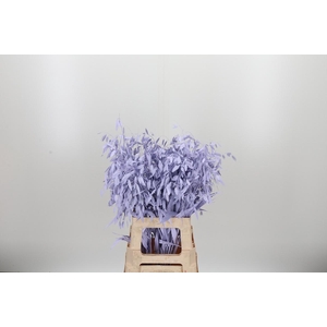 Chasmantium Kl Bh Milka
