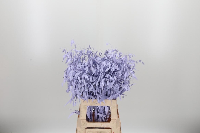 <h4>Chasmantium Kl Bh Milka</h4>