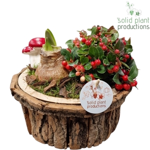 BSMA001 Amaryllis Bark S Medium Brown