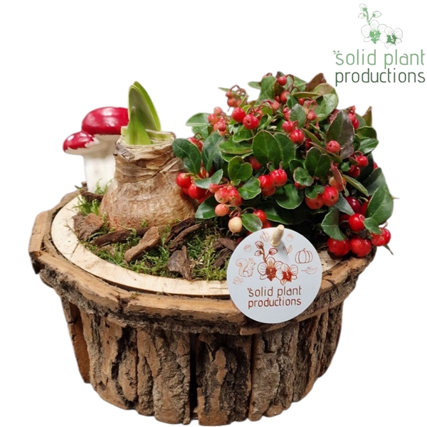 <h4>BSMA001 Amaryllis Bark S Medium Brown</h4>