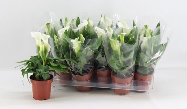 <h4>ZANT CAPT FRESCO</h4>