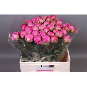 Paeonia Glory Hallelujah | XXL